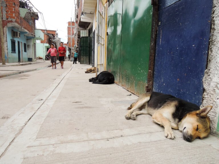 Es legal sacar perros sin correa en espacios públicos en Argentina 7 Es legal sacar perros sin correa en espacios públicos en Argentina